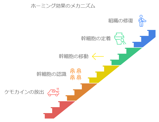 ホーミング効果のメカニズム